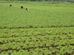 Vĩnh Phúc: Cây cỏ ngọt - Cơ hội làm giàu mới cho người nông dân 