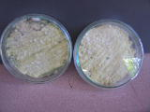 Chế phẩm nấm xanh Metarhizium ứng dụng trong nông nghiệp