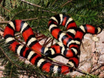 The discovery of the kind of "snake king" with 3 brilliant colors is on high mountains