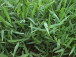 Expanding the grass that can reduce emissions causing greenhouse effect