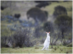 An albino kangaroo is in Australia
