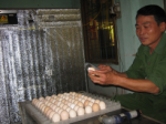  Khanh Hoa: making lamp to detect egg quality