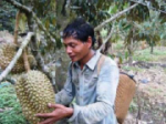 Khanh Son durian brand has risk of "disappearance"
