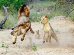 Watch a lion to train his children for the viability