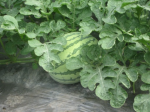 Effect from watermelon cultivation model under VietGAP