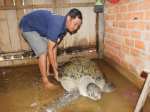 Ben Tre: Caught a sea turtle of 200 kg, traders bargained 150 million VND