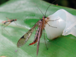 Two rare scorpion fly species are found in Vietnam
