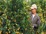 Developing a research roadmap for sustainable citrus cultivation in Vietnam