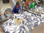 Research on genetic diversity of catfish species in the Mekong Delta